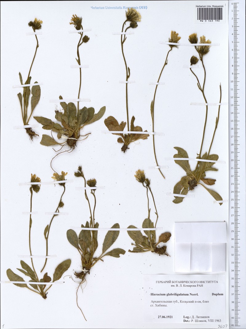Hieracium glabriligulatum photo 3
