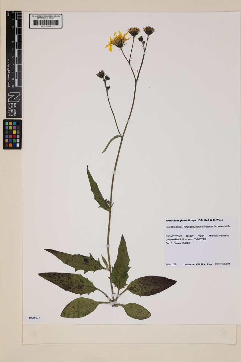 Hieracium glanduliceps