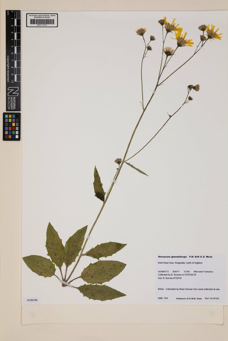 Hieracium glanduliceps photo 2