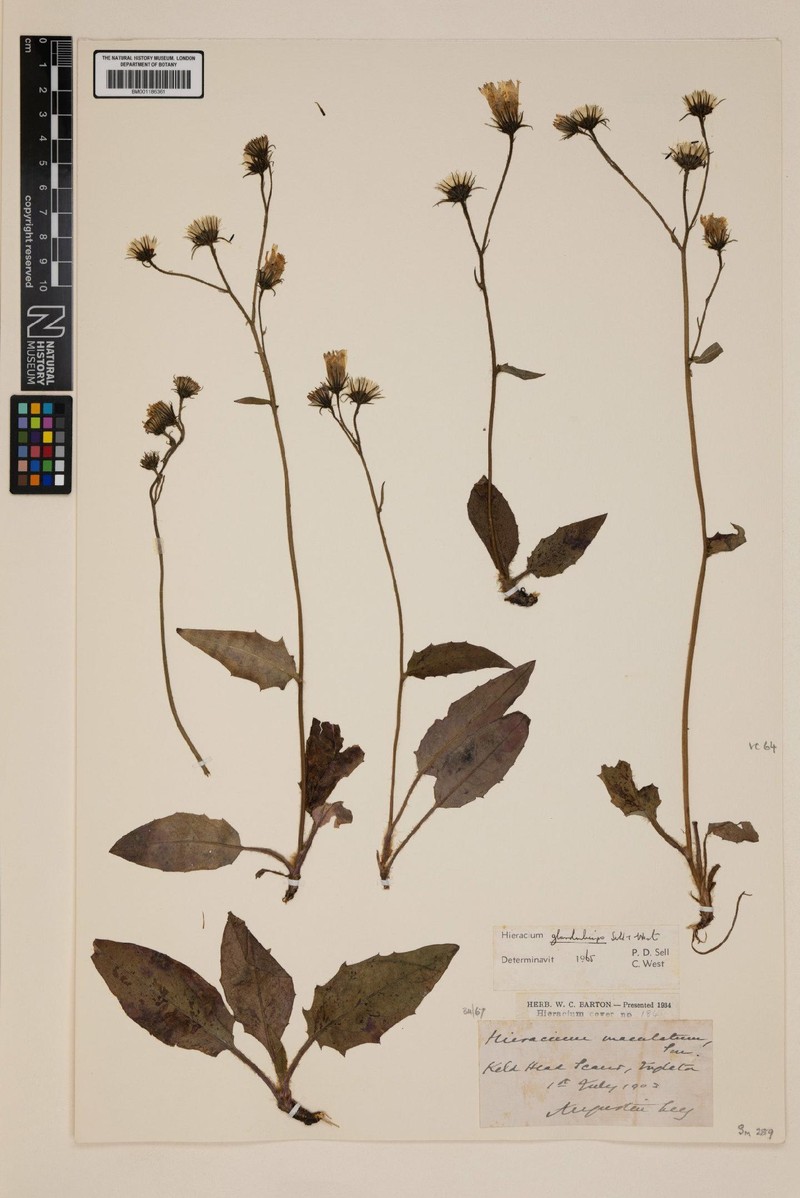 Hieracium glanduliceps photo 3