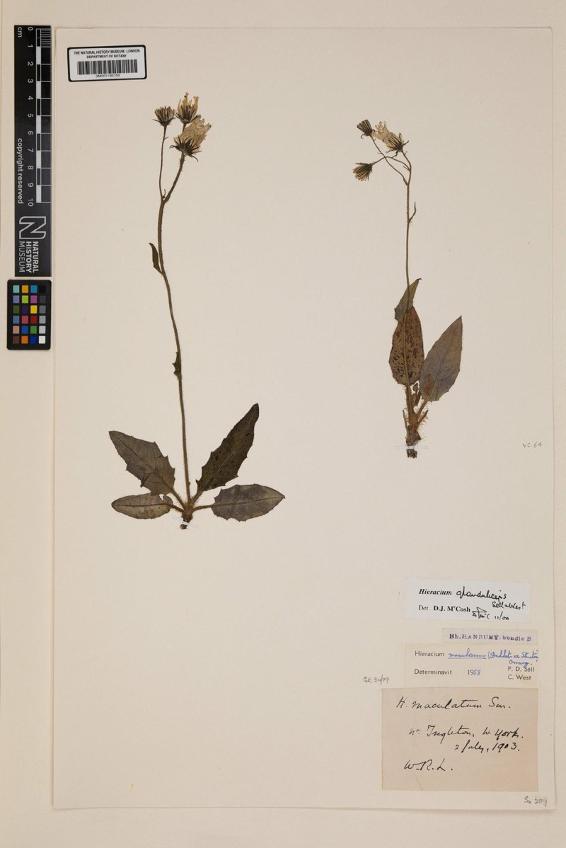Hieracium glanduliceps photo 4
