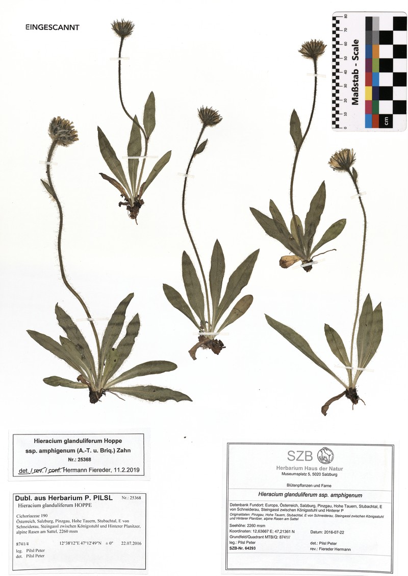 Hieracium glanduliferum subsp. fuliginatum