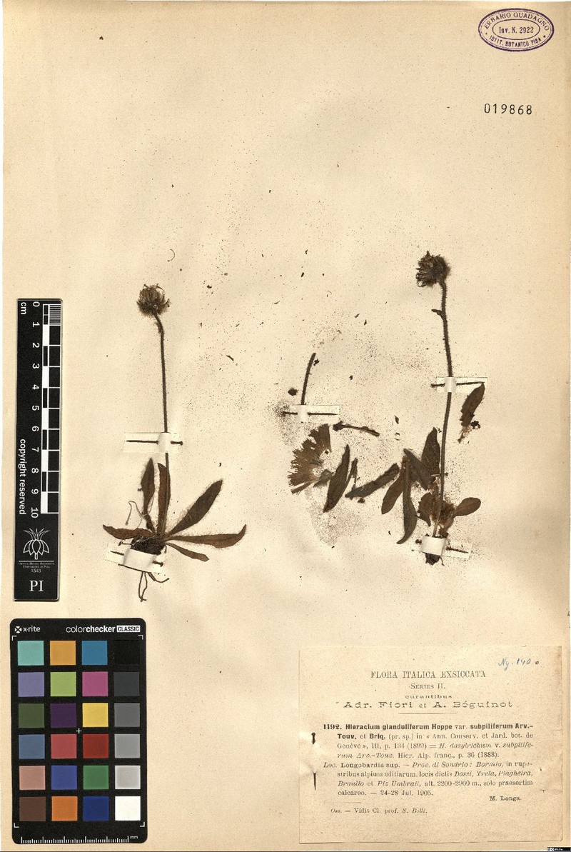 Hieracium glanduliferum subsp. glanduliferum
