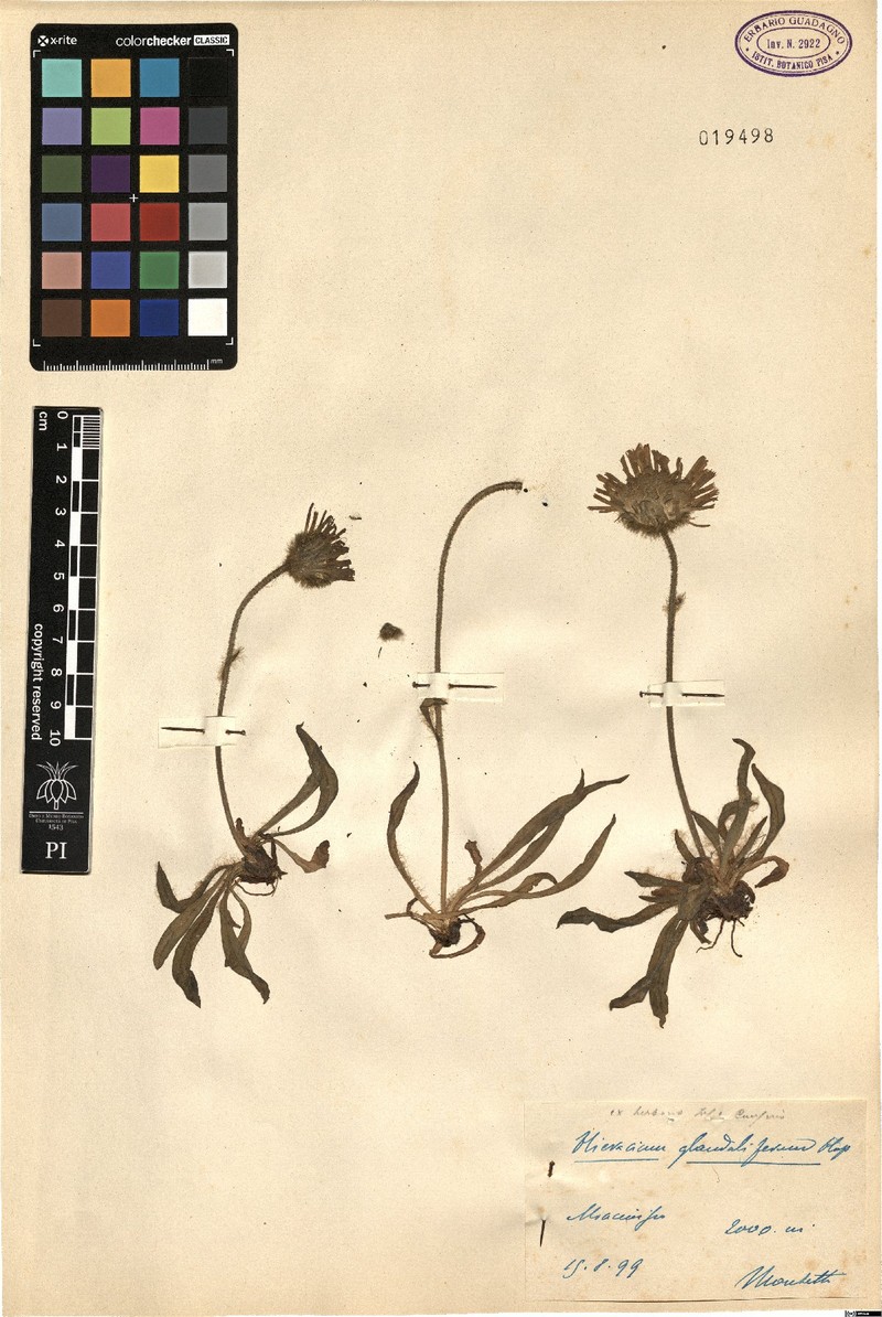 Hieracium glanduliferum subsp. glanduliferum photo 2