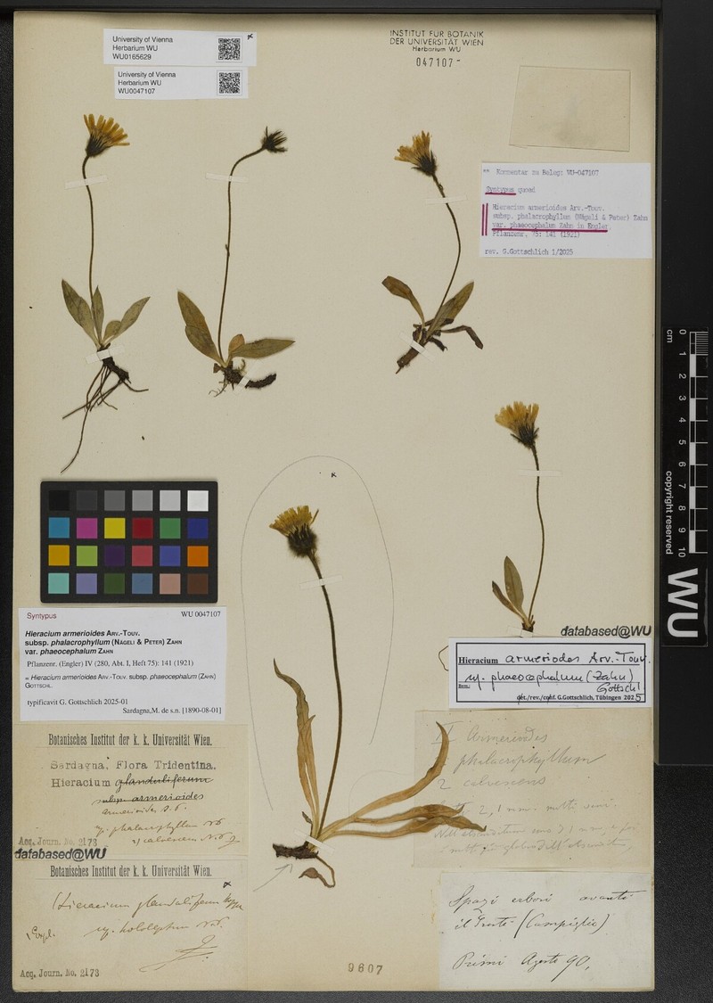 Hieracium glanduliferum subsp. hololeptum
