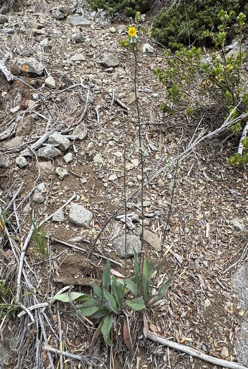 Hieracium glaucifolium