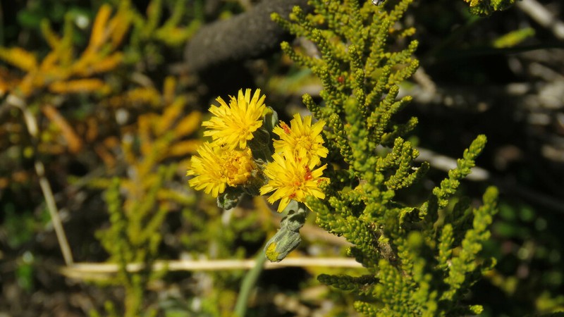 Hieracium glaucifolium photo 2