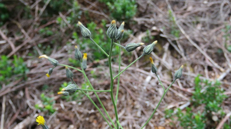 Hieracium glaucifolium photo 3