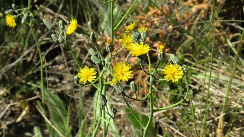 Hieracium glaucifolium photo 4