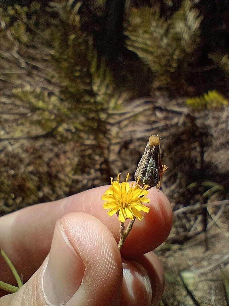 Hieracium glaucifolium photo 5