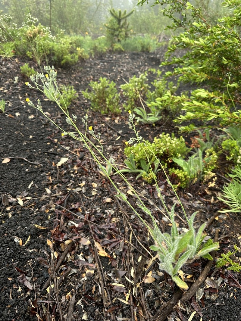 Hieracium glaucifolium photo 6
