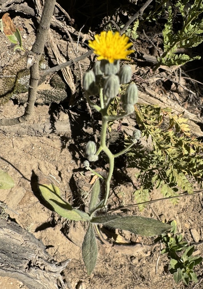 Hieracium glaucifolium photo 7