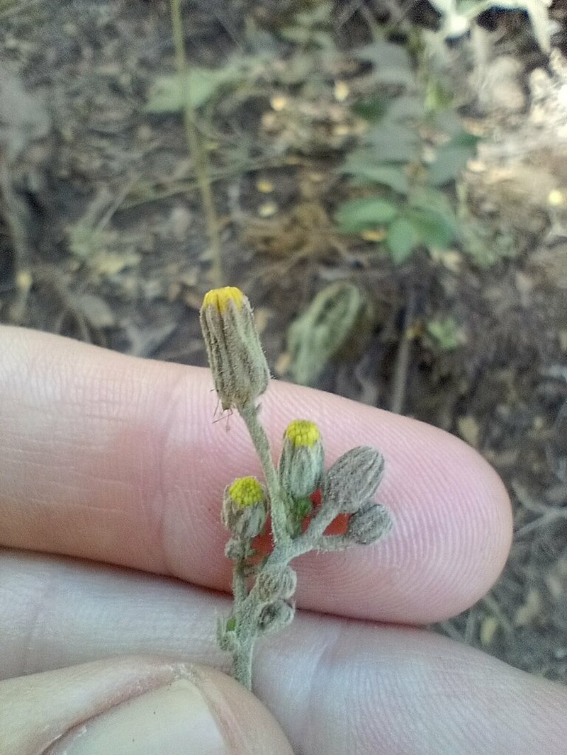 Hieracium glaucifolium photo 8