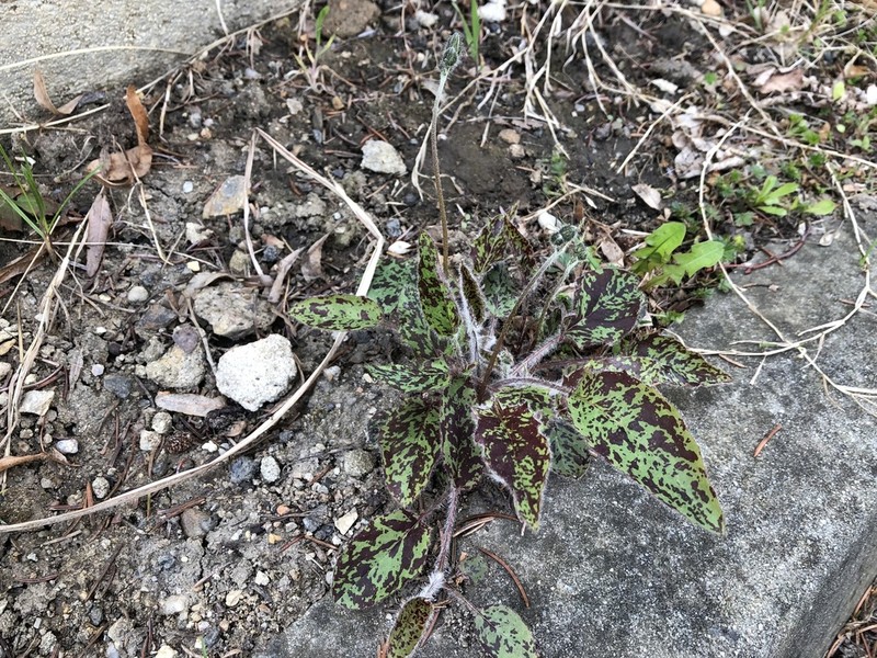 Hieracium glaucinum