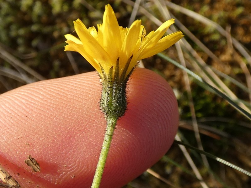 Hieracium glaucinum photo 3