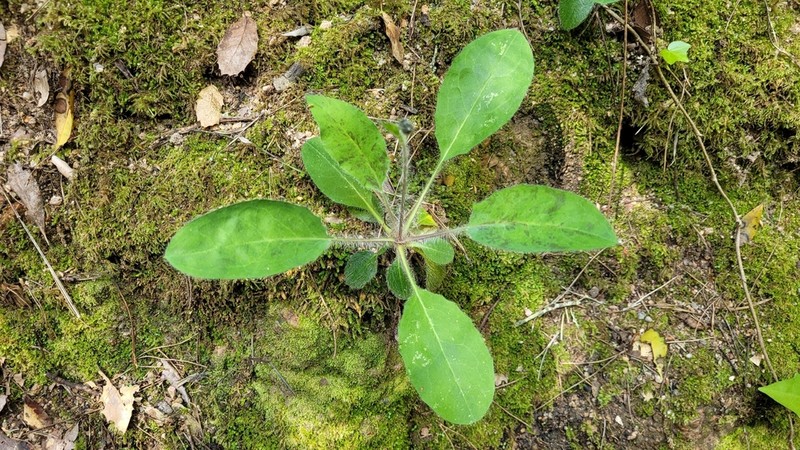 Hieracium glaucinum photo 4