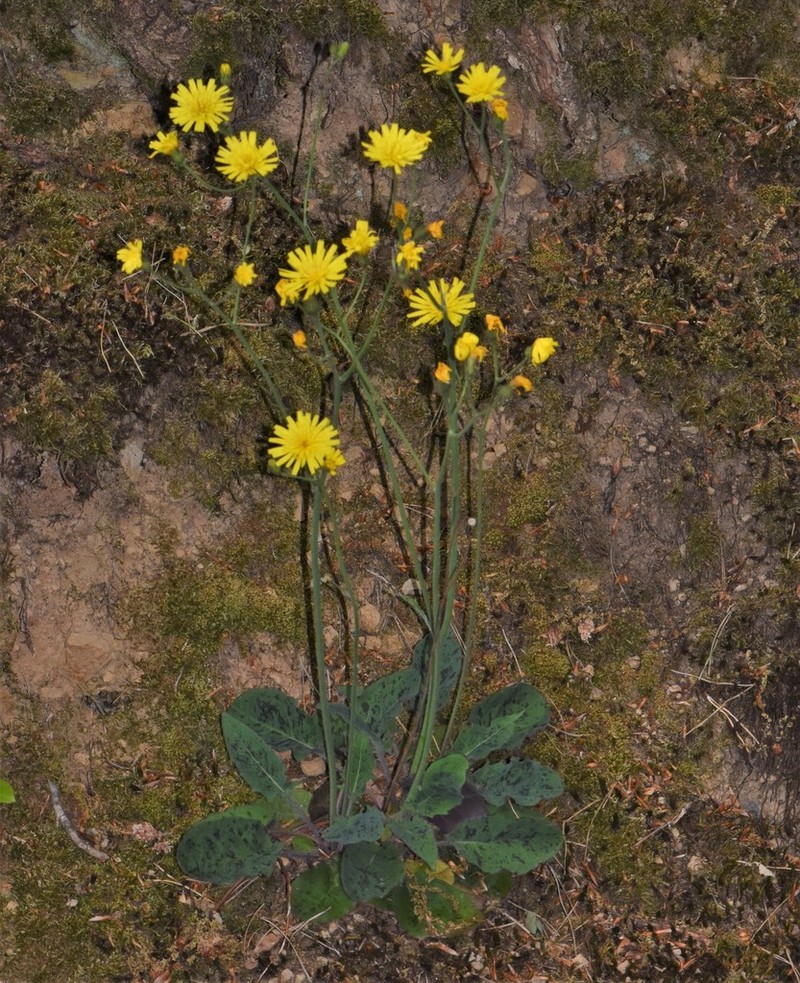 Hieracium glaucinum photo 6