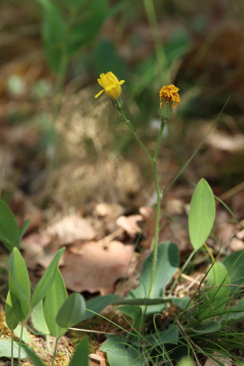 Hieracium glaucinum photo 7
