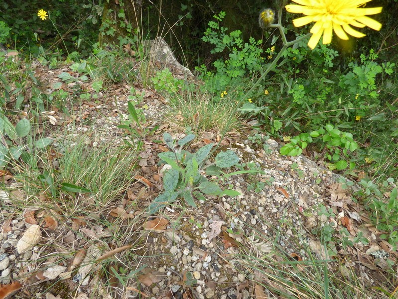 Hieracium glaucinum photo 8