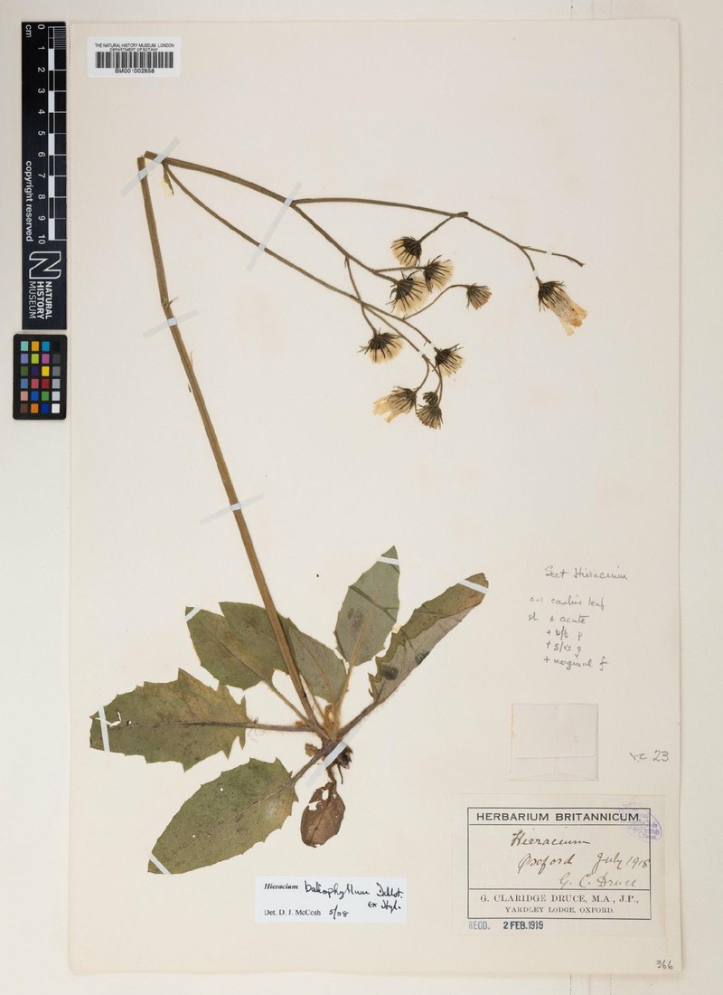Hieracium glaucinum subsp. baliophyllum