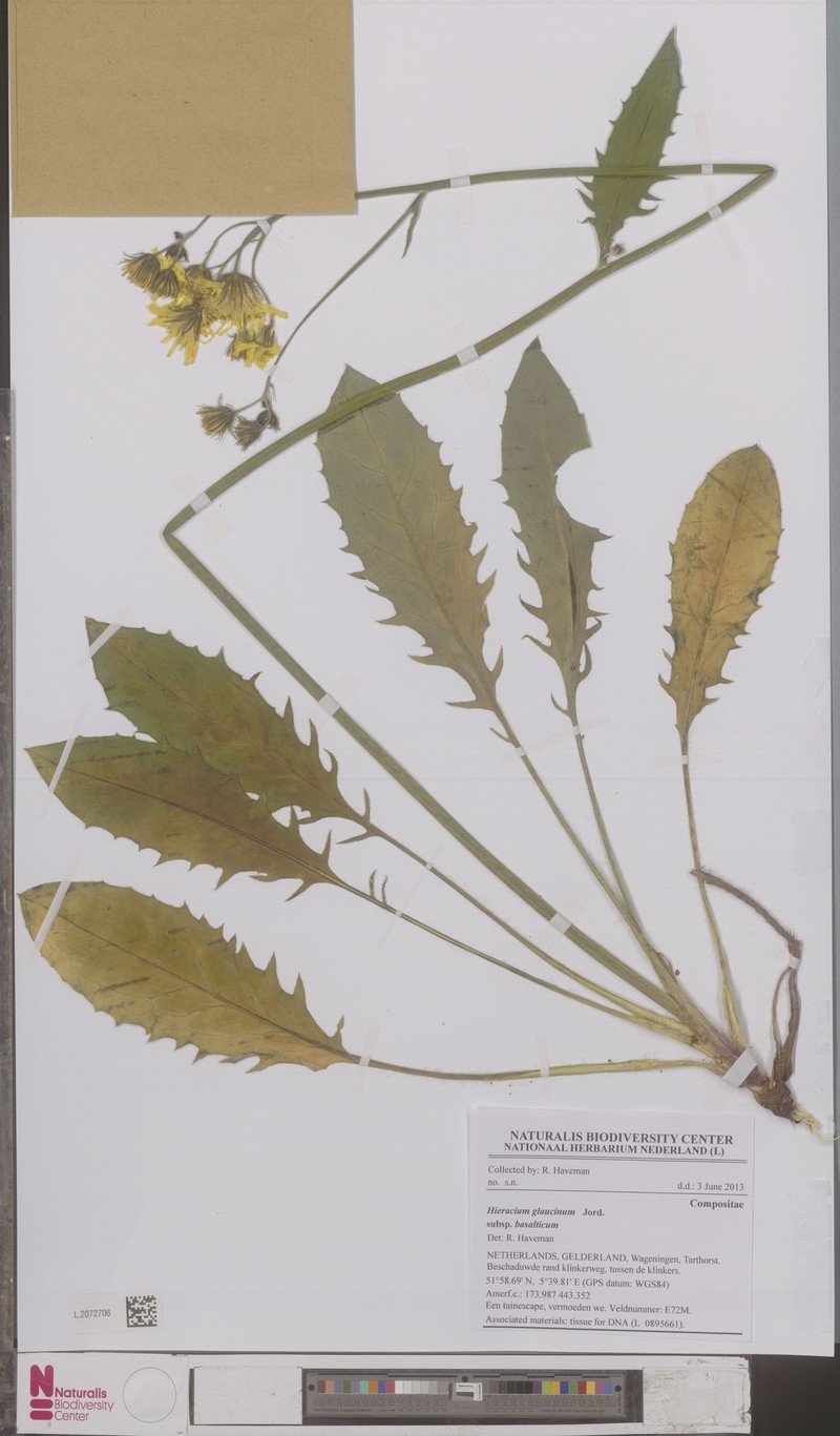 Hieracium glaucinum subsp. basalticum