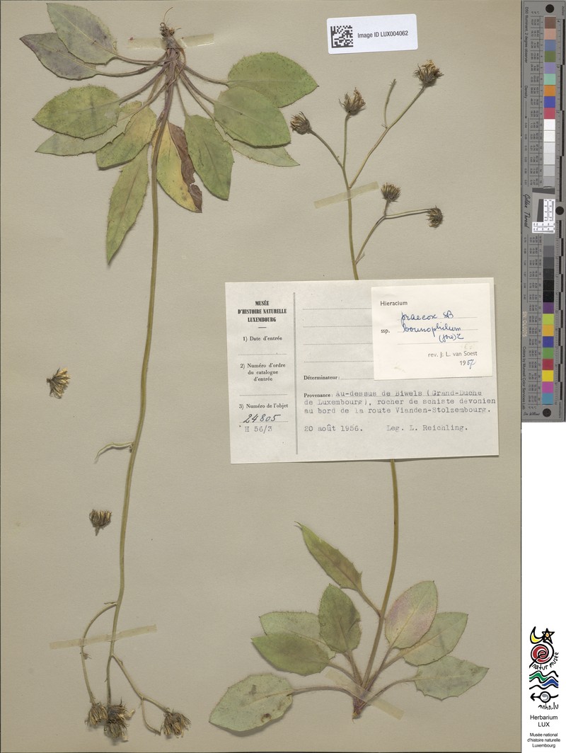 Hieracium glaucinum subsp. bounophilum