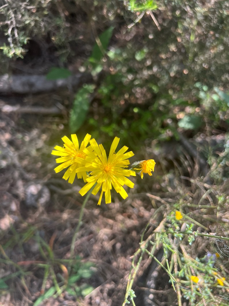 Hieracium glaucinum subsp. cinerascens