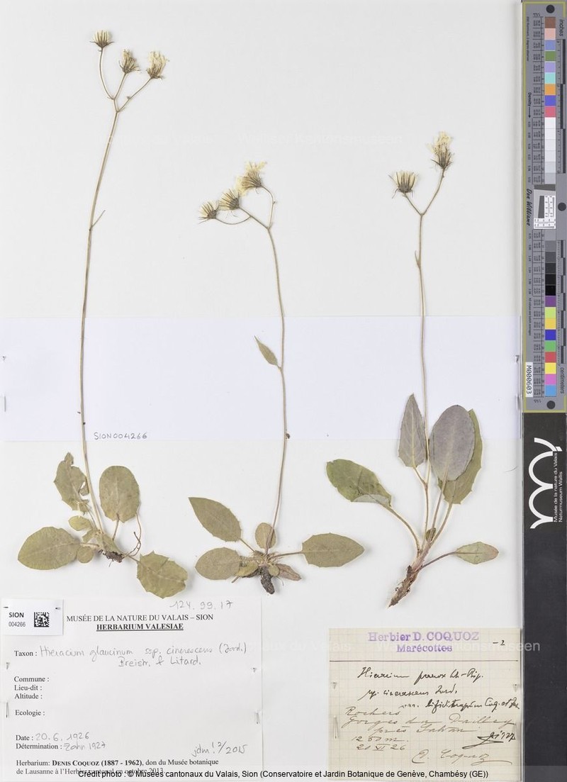 Hieracium glaucinum subsp. cinerascens photo 2