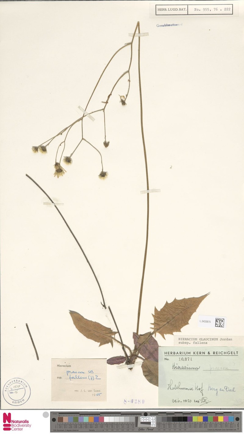 Hieracium glaucinum subsp. fallens