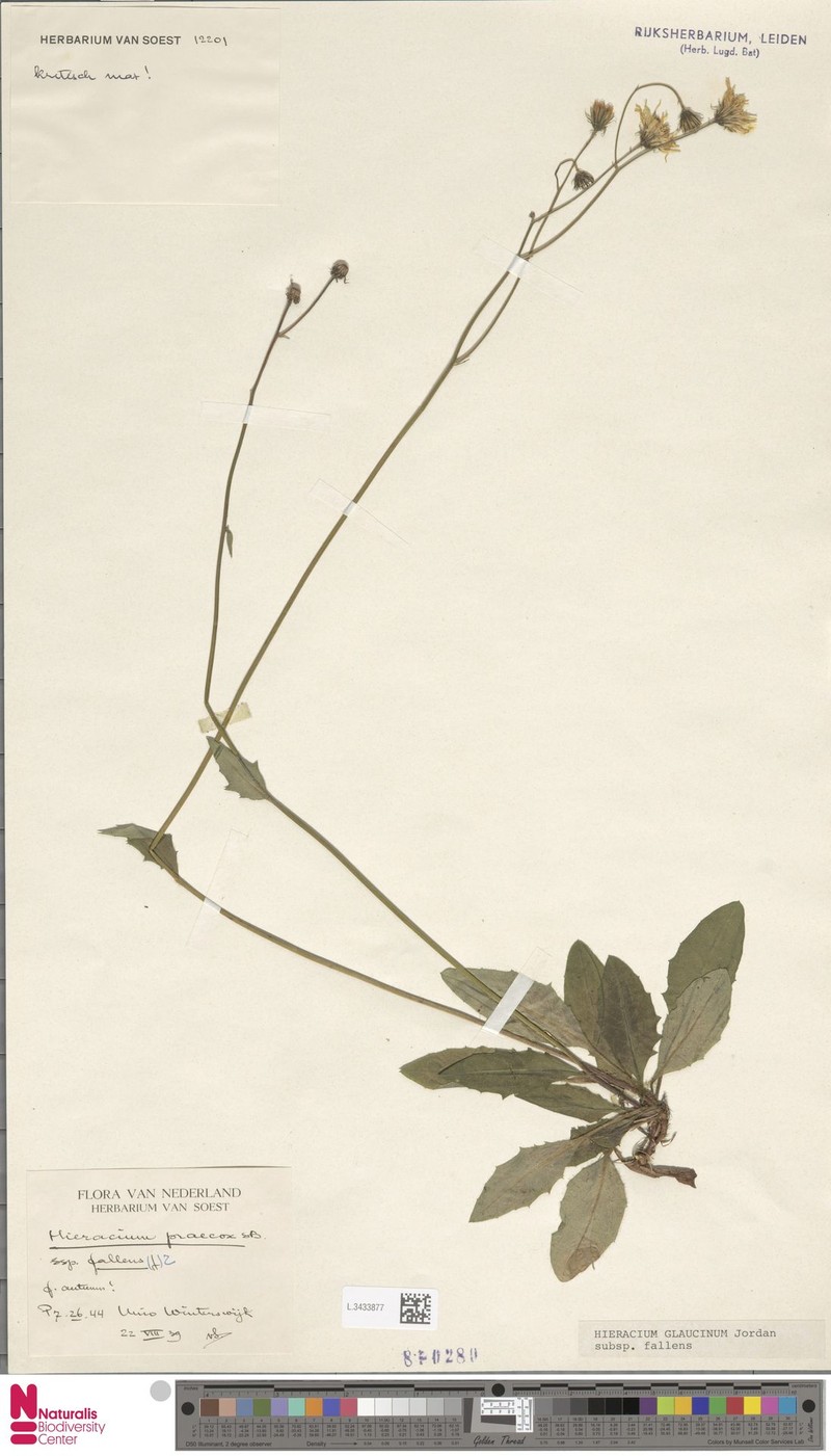 Hieracium glaucinum subsp. fallens photo 4