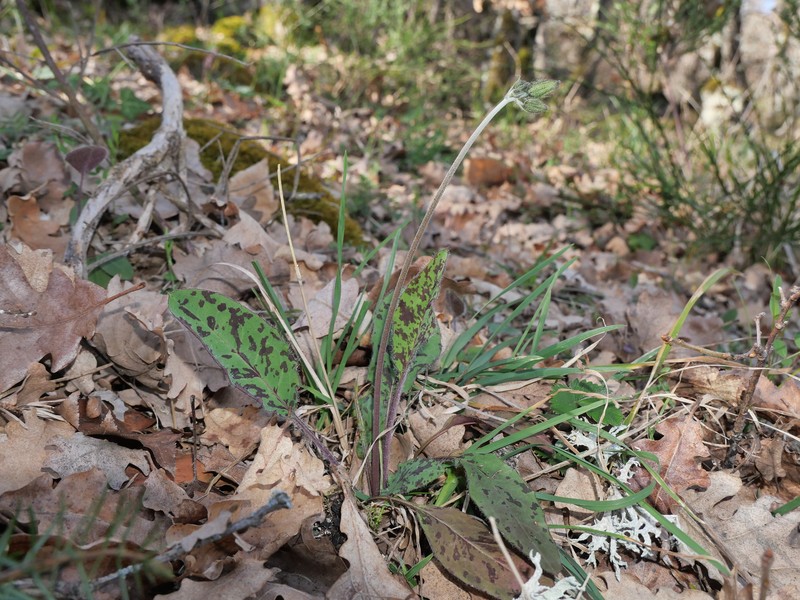 Hieracium glaucinum subsp. fragile