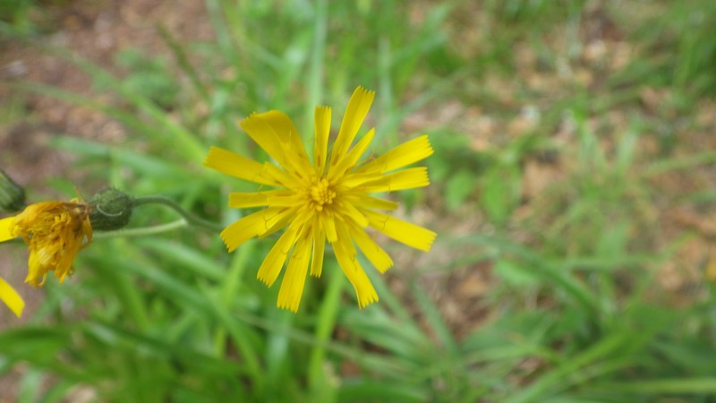 Hieracium glaucinum subsp. fraternum