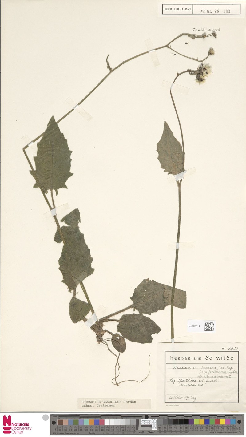 Hieracium glaucinum subsp. fraternum photo 2