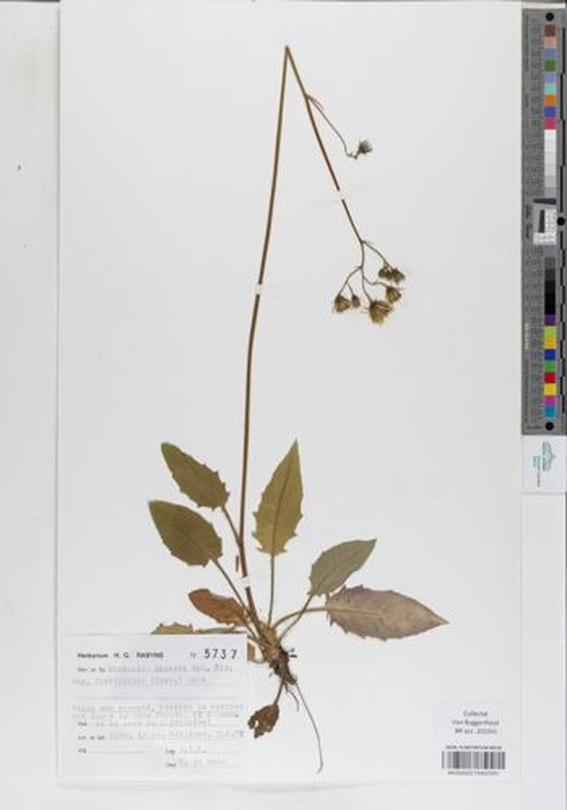 Hieracium glaucinum subsp. furcillatum