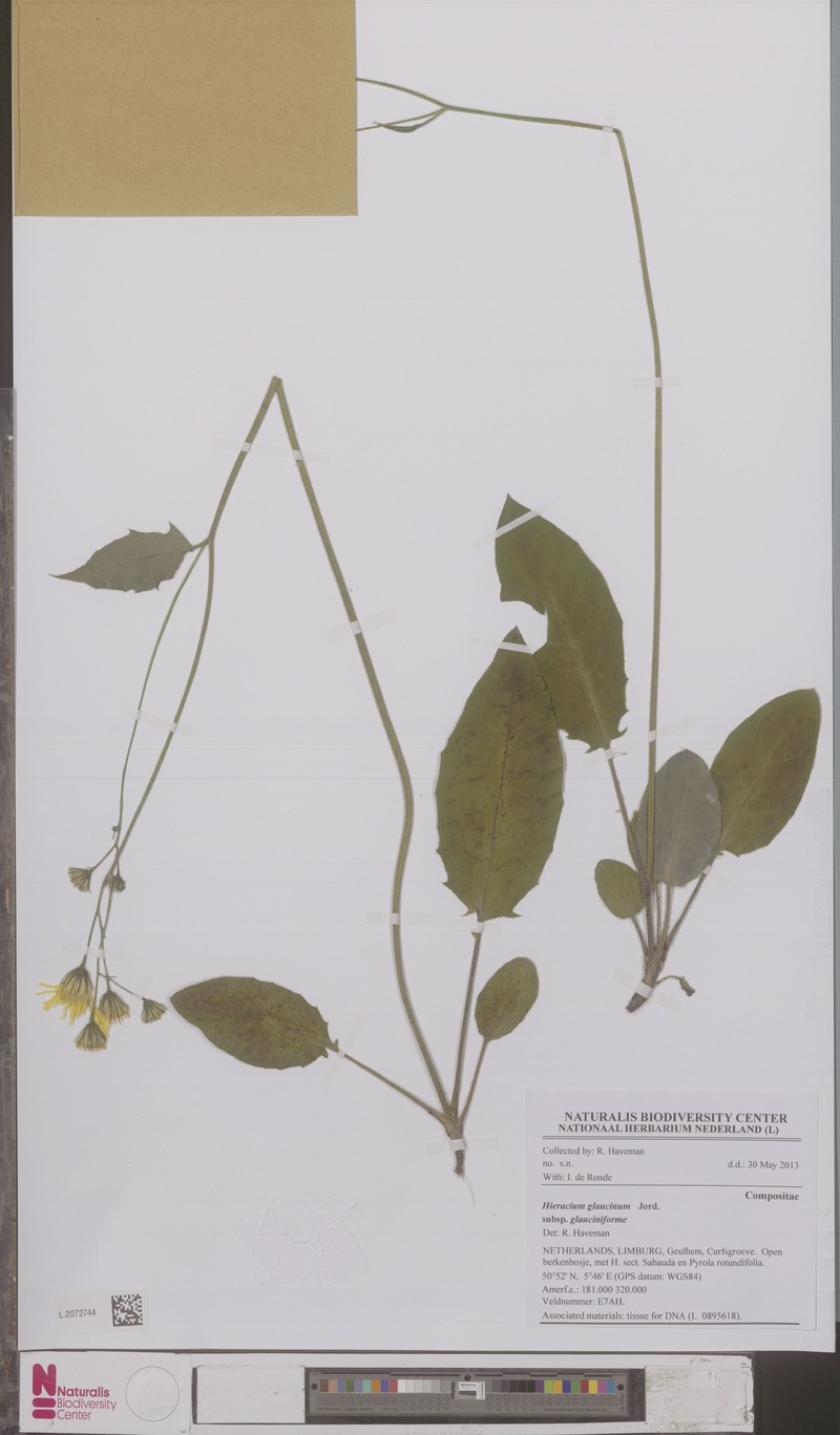 Hieracium glaucinum subsp. glauciniforme