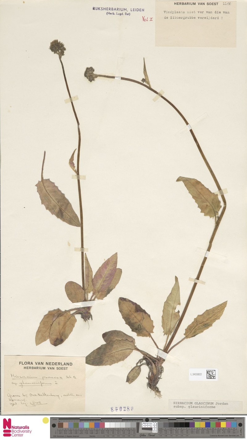 Hieracium glaucinum subsp. glauciniforme photo 2