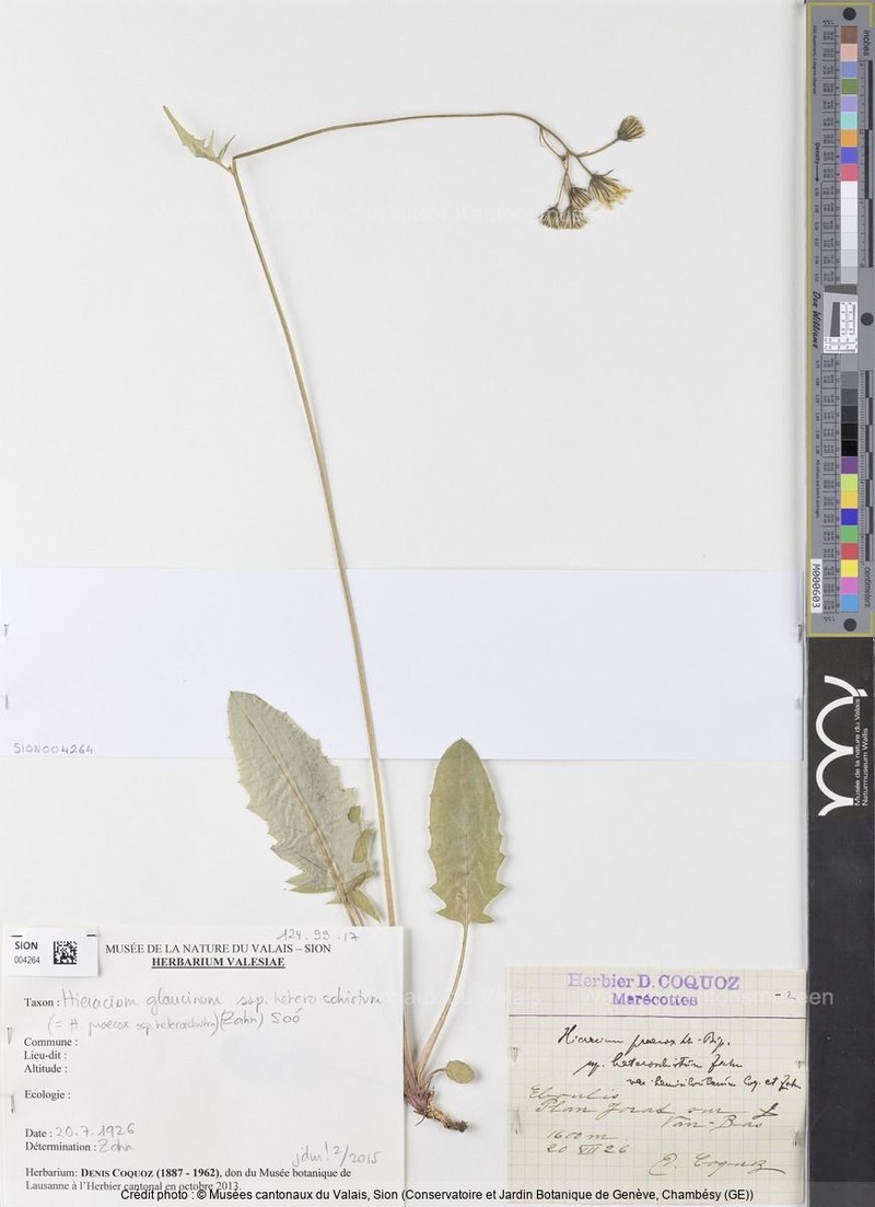 Hieracium glaucinum subsp. heteroschistum