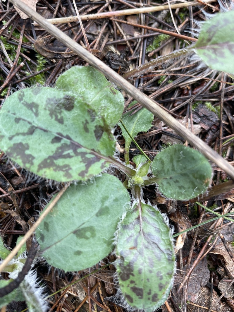 Hieracium glaucinum subsp. jaubertianum