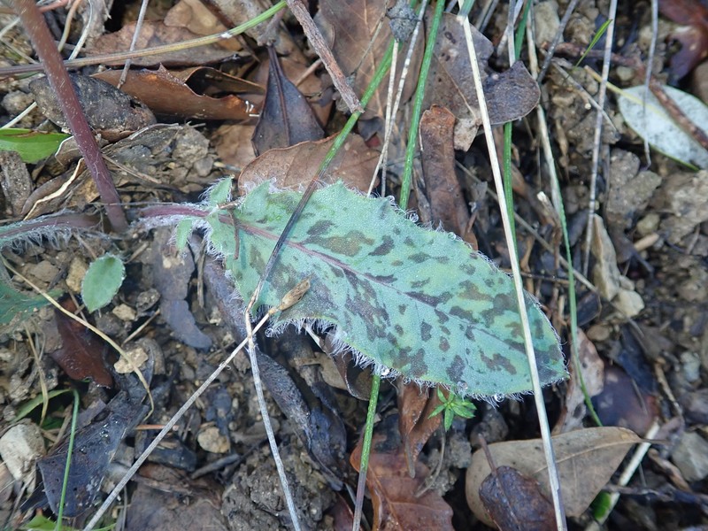 Hieracium glaucinum subsp. jaubertianum photo 2