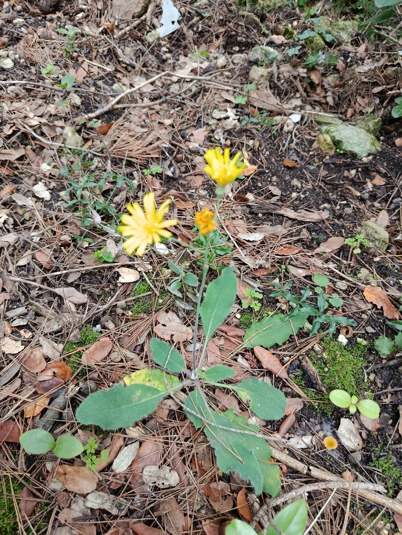 Hieracium glaucinum subsp. jaubertianum photo 3
