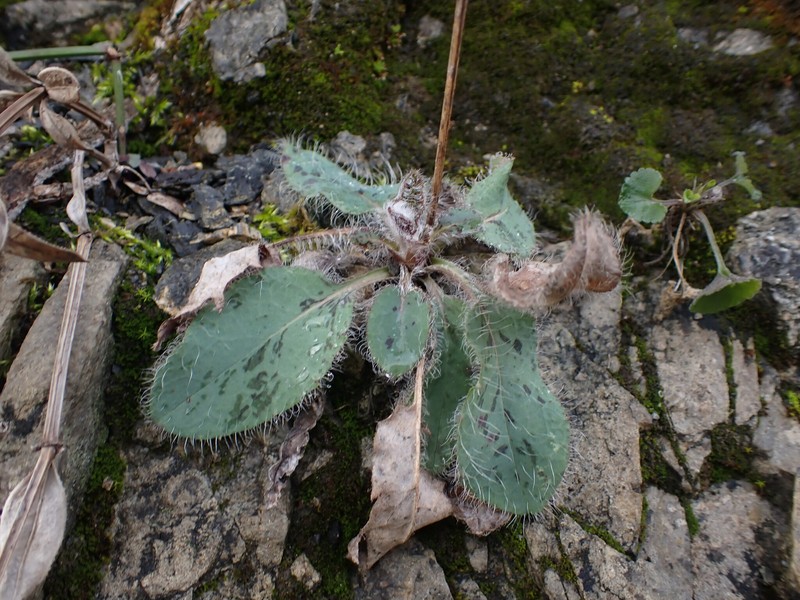 Hieracium glaucinum subsp. jaubertianum photo 4