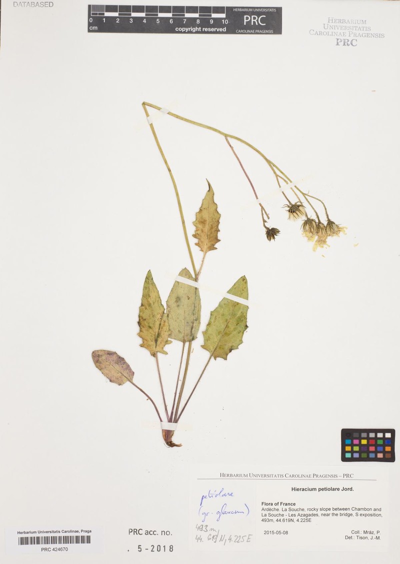 Hieracium glaucinum subsp. petiolare