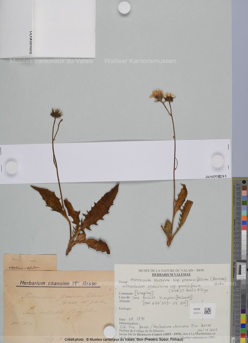 Hieracium glaucinum subsp. prasinifolium
