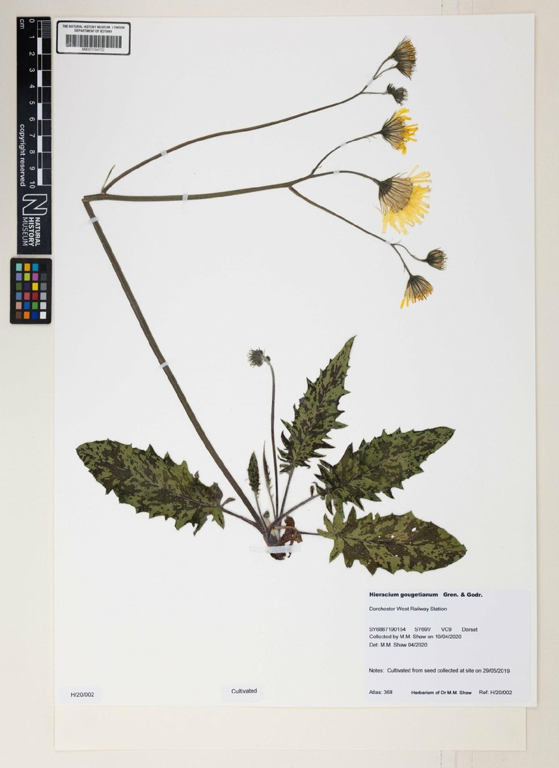 Hieracium glaucinum subsp. prasiophaeum