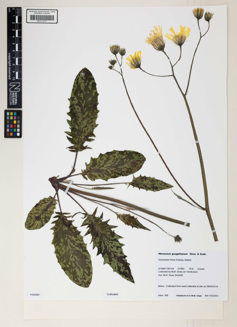 Hieracium glaucinum subsp. prasiophaeum photo 2