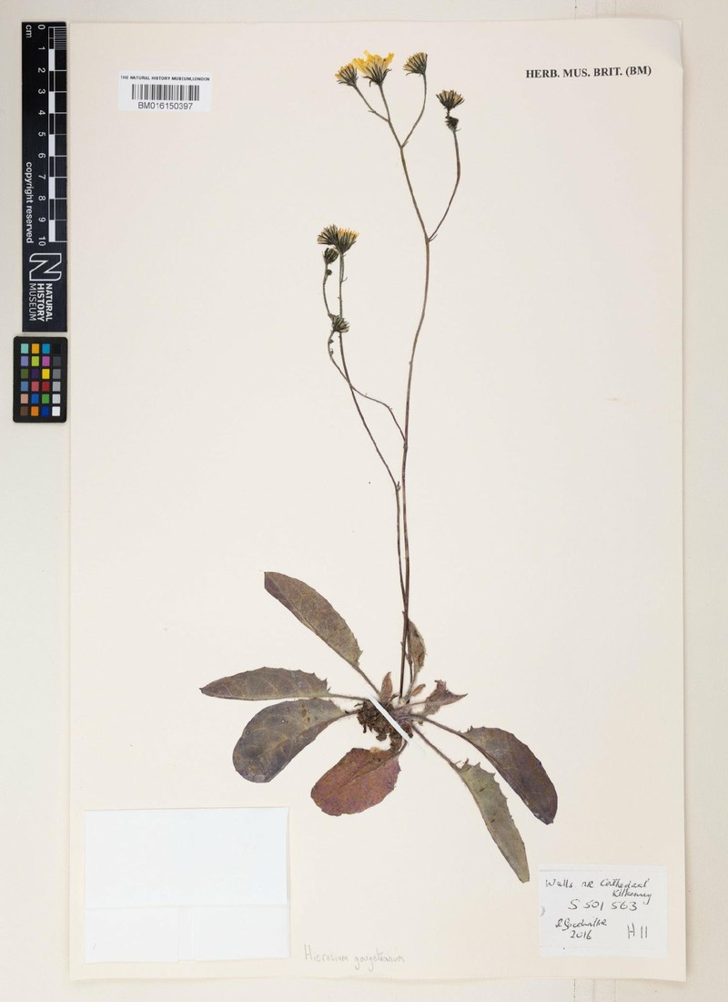 Hieracium glaucinum subsp. prasiophaeum photo 4