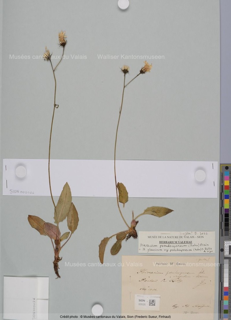 Hieracium glaucinum subsp. pseudocyaneum