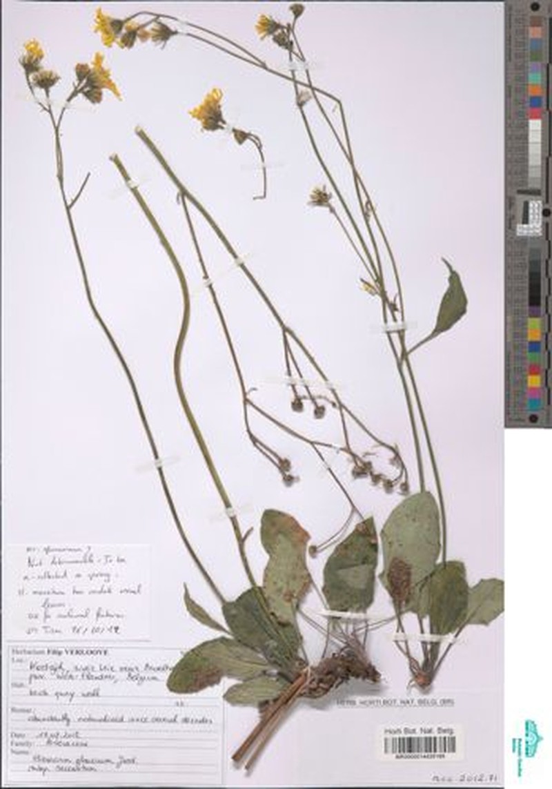 Hieracium glaucinum subsp. recensitum