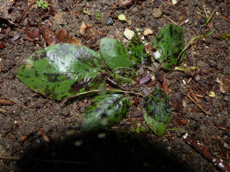 Hieracium glaucinum subsp. similatum