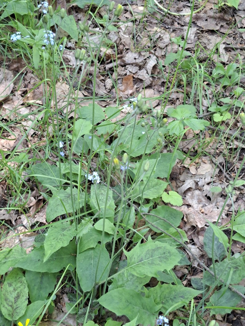 Hieracium glaucinum subsp. similatum photo 2